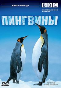 BBC: Пингвины